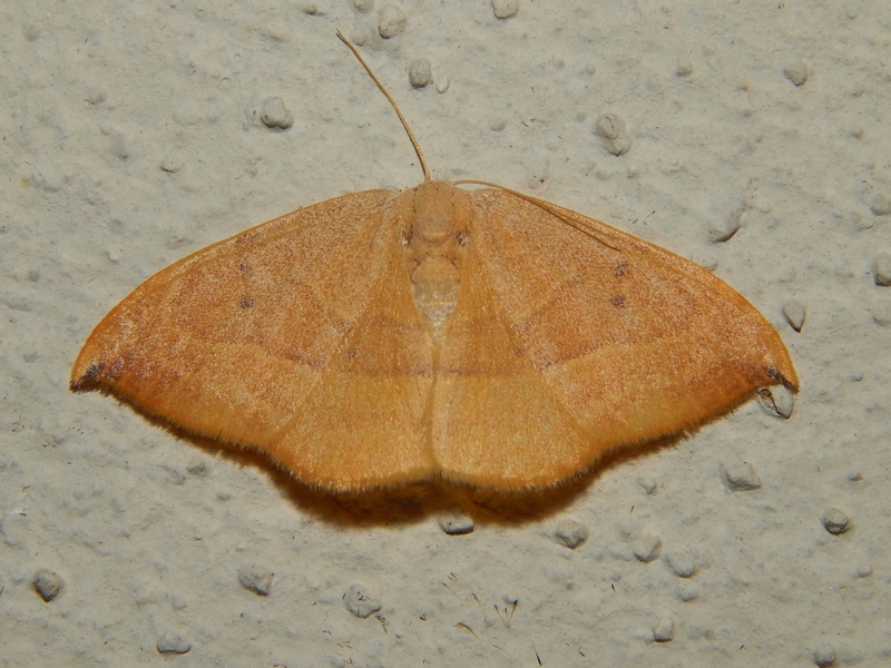 aiuto id2